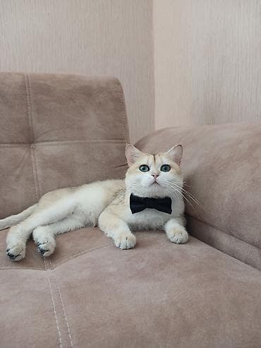 chinchilla: Britan, Erkək, Cütləşmə üçün — 2