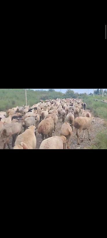 qoyun satilir: Dişi, il: 1, 60 kq, Damazlıq, Ünvandan götürmə — 4