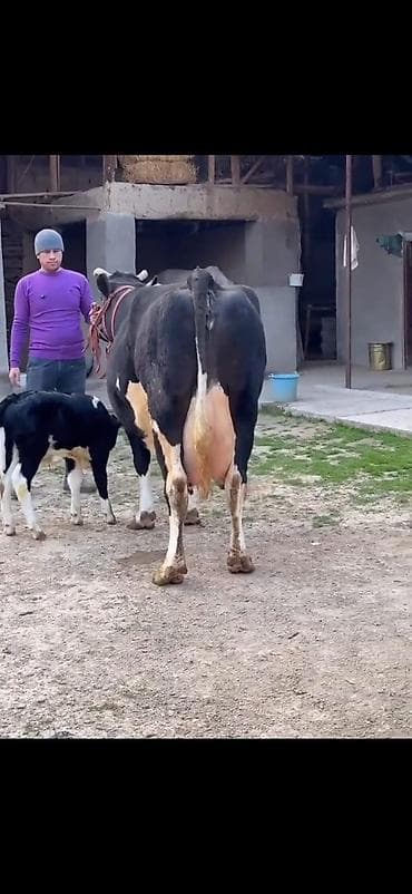 qara mal: Südlük inək və balası - Cins: qara‑ağ (Holştin tipli) süd istiqamətli — 8