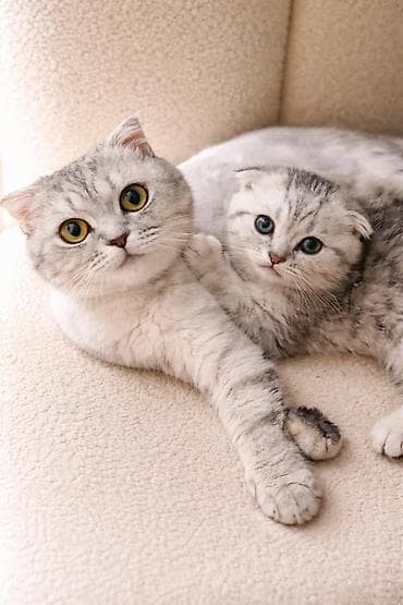 boyumeyen pisik: Şotland — 4