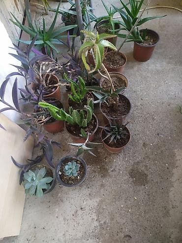 feyxoa ciceyi: Müxtəlif saksı bitkiləri və sukkulent kolleksiyası Təsvir: - — 3