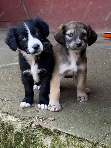 Balıqlar: 2 ay, Dişi, Peyvəndli — 2