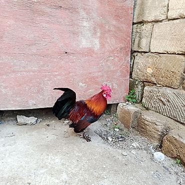 geref qus: Salam gördüyünüz yaponkalari satıram cütü 40 manata barterdə edərəm — 3