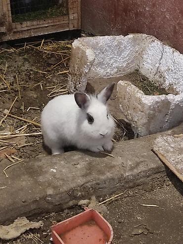 Diwi karlik cinsi di