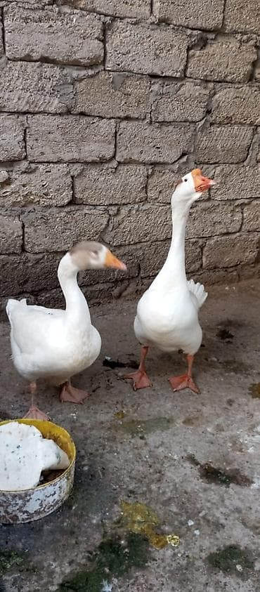 Qazlar: Erkək, Damazlıq — 4