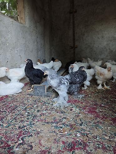 akvarium hava: Toyuq, Brama, Damazlıq — 9