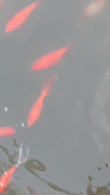 nemo baligi: Yapon qizil baliqlari — 9