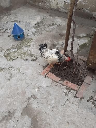 İtlər: 1 dene xoruzdur 15 azn Unvan Bileceri — 3