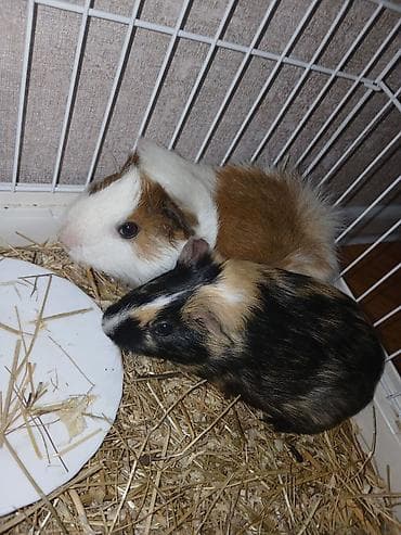 Salam, çox sevdiyimiz iki dəniz donuzumuzu (morskaya svinka) vaxt