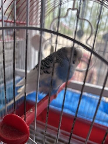 ördək əti qiyməti: Təcili papuqay satılır cinsi ərkəkdir qəfəs daxil satılır 1kq yaxın — 1