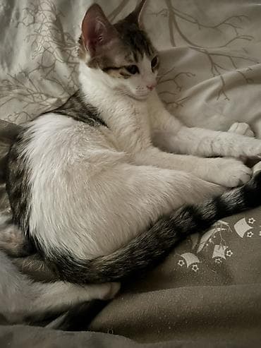 Digər heyvanlar: Yaxşı əllərə — 5