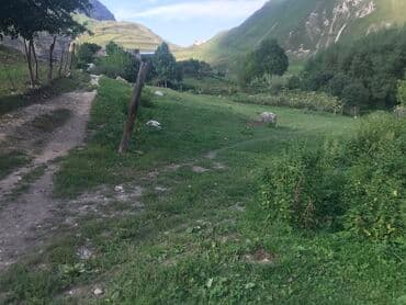 memar ecemi kiraye ev: 5 sot, Tikinti, Maklerlər narahat etməsin, Kupça (Çıxarış) — 2