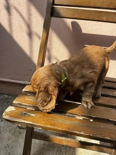 ən gozəl it adları: Koker spaniyel — 5