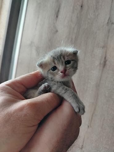 приют для кошек баку: Шотладская вислоухая — 4