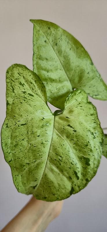 stranger things figur: Syngonium green frickles — 3