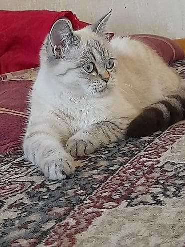 sirin pişik balalari: Şinşilla, Dişi, Ödənişli çatdırılma — 2