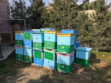 доска объявлений пчелы: Arı yeşiyi satılır 20 ədəd 2 mərtəbə 12 ramkalıq(böyük) 15 ədəd tək — 1