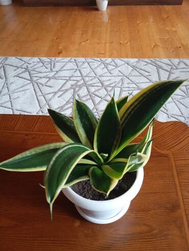 Sansevieria (Qaynanadilin) – variegatlı, rozet tipli dekorativ otaq — 1