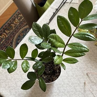 Zamioculcas zamiifolia (ZZ bitkisi) – dekorativ otaq bitkisi - Parlaq at lalafo.az Zamioculcas zamiifolia (ZZ bitkisi) – dekorativ otaq bitkisi - Parlaq