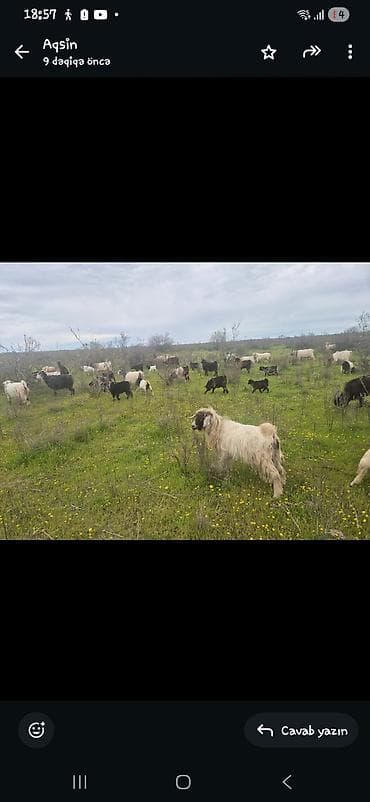 Keci ve cepisler suru halinda satilir qiymet razilasma yolu ile