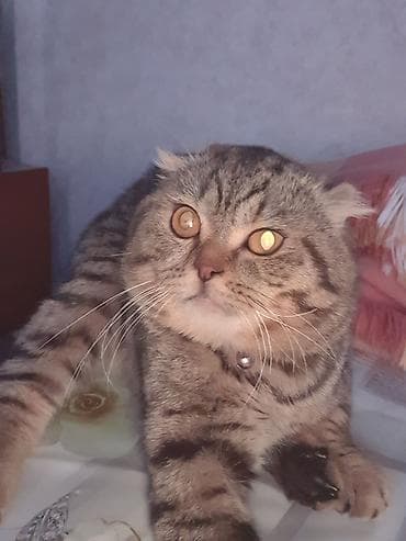 Şotland yastı qulaq, Erkək, Cütləşmə üçün, Pulsuz çatdırılma