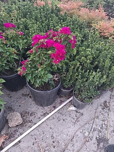 banan agaci: Landşaft ağac və kolları – fidanlar və iri qablarda dekorativ bitkilər — 7