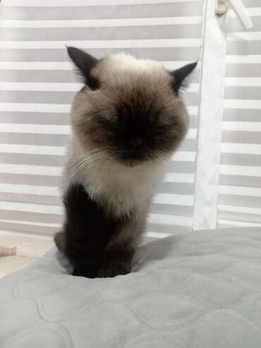 heyvan sığınacağı: Siam, Erkək — 1