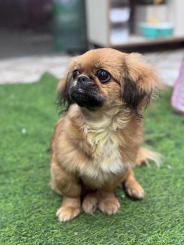 Quşlar: Pekines, 4 ay, Erkek, Pulsuz çatdırılma — 5