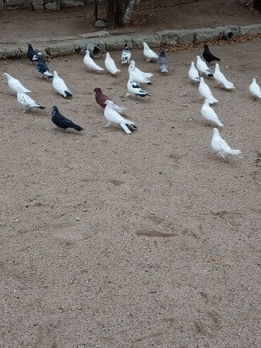 cins goyərcinlər: Ünvan Mərdəkan quşlar 26 denedi içinnen qarabaşnan birde ağ bala var — 2