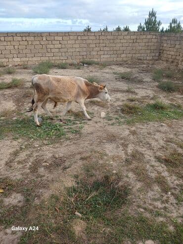 yerli cins inekler: Tecili erkek dana satilir endirim edildi — 3