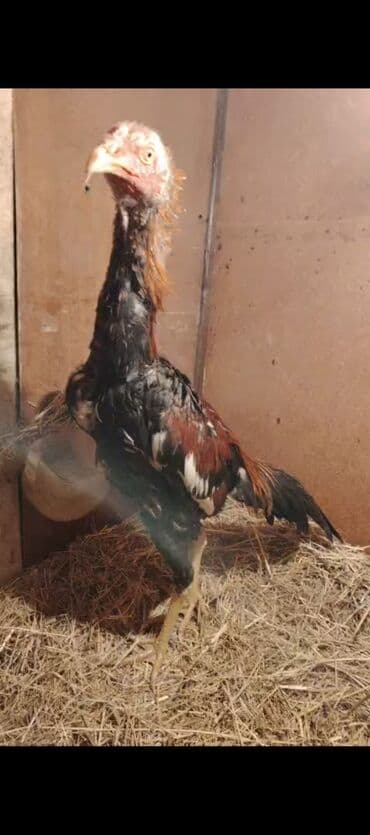 pisik balası verirem: Məhsul: Qıf (uzunboyun) tipli döyüşkən xoruz 6 aylıqdır — 5