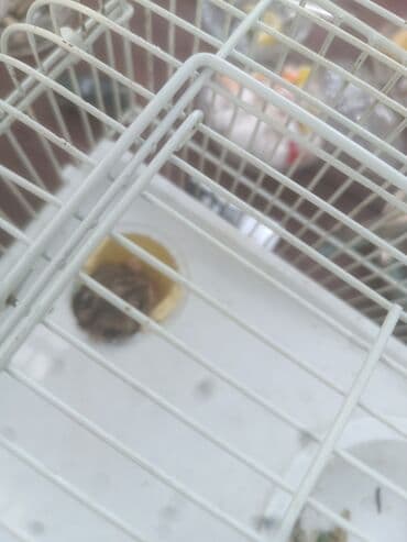 yem cəkən: Balaca boz rəngli cırtdan hamster, ağ rəngli qarın nahiyəsi və tünd — 4