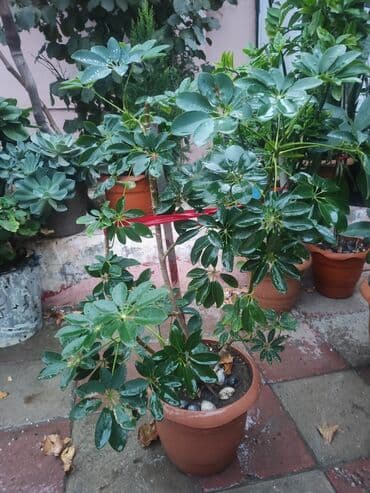 pelarqoniya bitkisi: Schefflera (şemsiyə bitkisi) – dekorativ həmişəyaşıl saksı bitkisi — 1