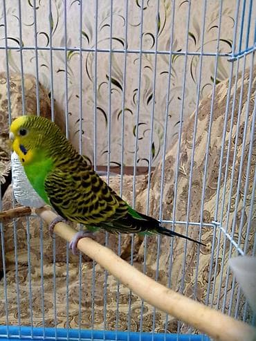 quşlar: Salam. Tam hazir cut papuqaylar satilir. 11 ayliqdilar. Tam bala veren — 9