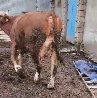 dişi dana: Satılır: balası ilə inək - Cins tip: Simmental tipli, qırmızı-ağ — 2