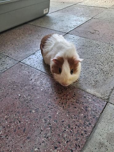 gəmirici: Meşəyə bənzər ağ-qəhvəyi rəngli gvineya donuzu (guinea pig) - Növ — 4