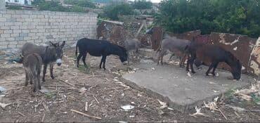 sumqayıtda cucə satışı: Məhsul: Eşşəklər (qrup halında) Təsvir: Eşşəy südü göy ösgürəyin — 2