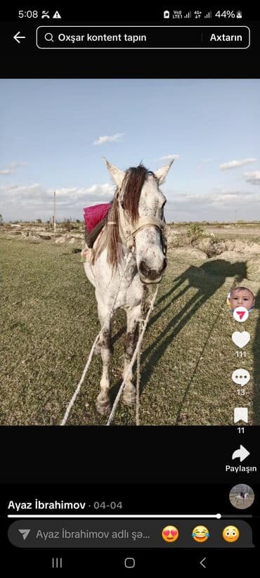 Hinduşka: Erkək, il: 4 — 1