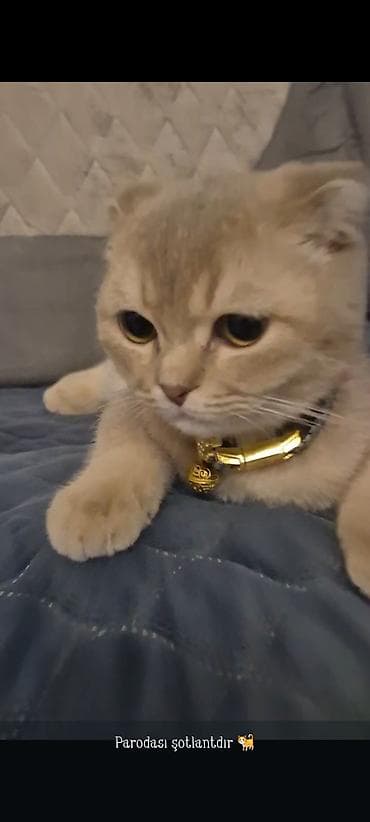 balaca sirin pisikler: Şotland — 2