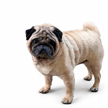 ov itləri: Mops, 5 il, Erkek, Sənədli, Ünvandan götürmə — 3