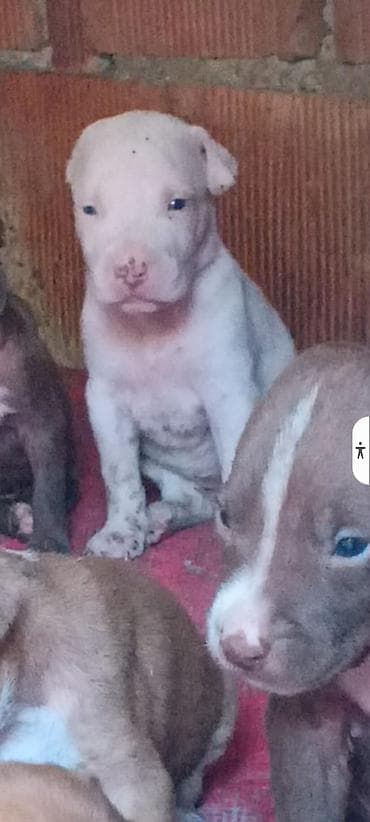 Pitbul, Peyvəndli
