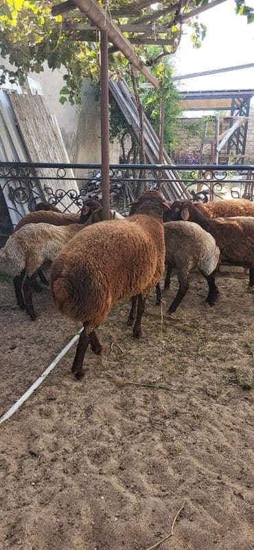 qurbanlıq qoyun: Erkək, Qala, il: 2, 90 kq, Damazlıq, Ünvandan götürmə — 7