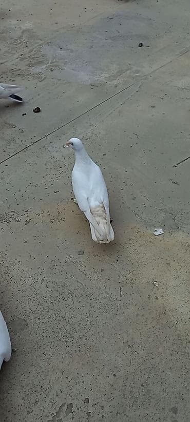 qus xana: Mayadi taylari 5 saat yarim ucurlar — 1