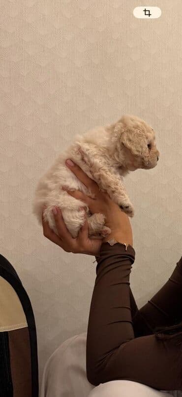 pitbull satılır: 2 ay, Dişi — 2