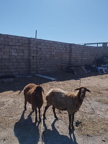 eşşək sudu satışı: Əvvəla salam ana bala qoyun satılır bala erkəydi Qala cinsdi anada — 2