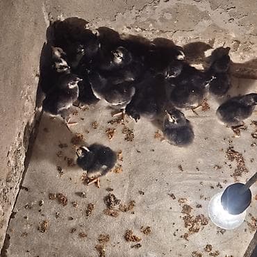 Quşlar: Yüksək yumurta verimli sakit xasiyyətli təsərrüfat üçün ideal cins İlk — 4