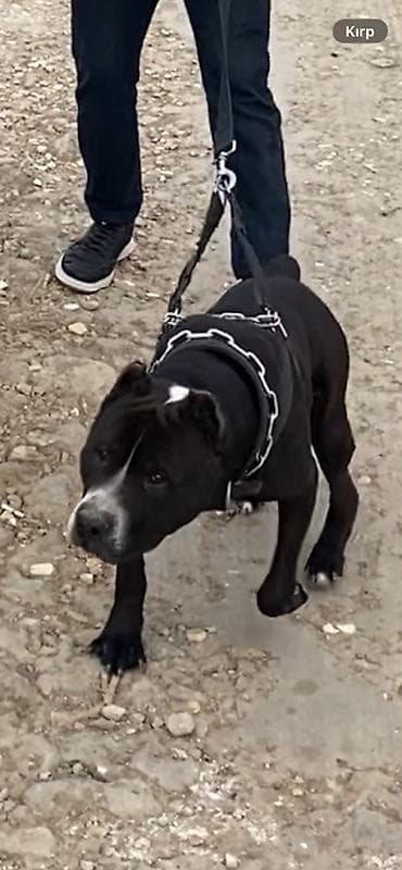 anadolu çoban iti: Pitbul — 2