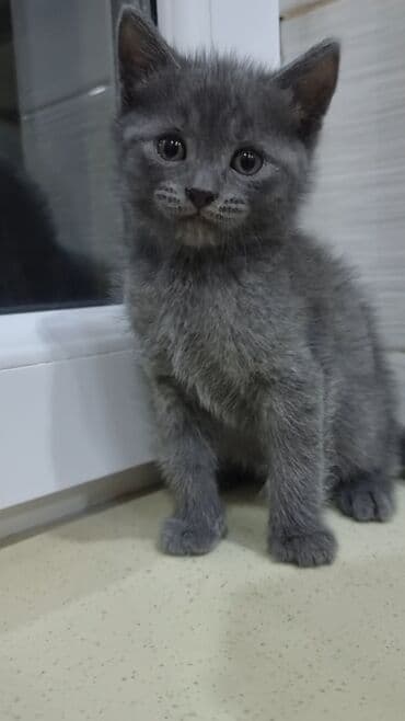 pişik şekileri: Şotland, Erkək, Ünvandan götürmə, Ödənişli çatdırılma — 4