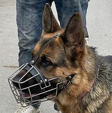 mal qara qusar: Alman afçarka sı dişidir, 1 yaş 7 aylıqdır peyvənd vurulub və qurd — 1