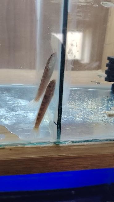 gəncə it: Yırtıcı — 2